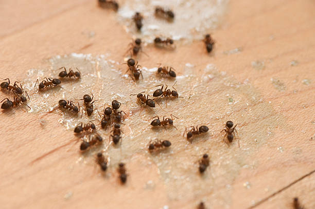 Best Wildlife Control Services  in Perry Park, CO